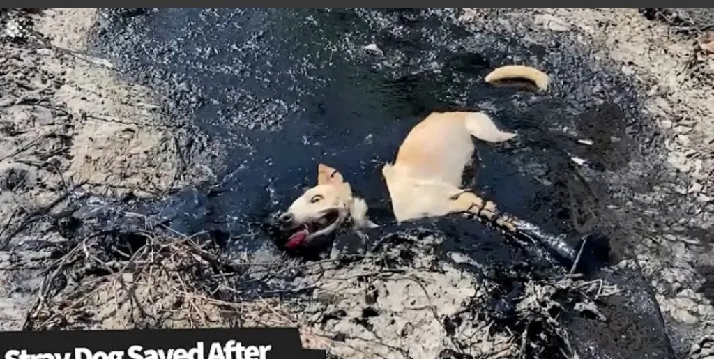 Local people resque a dog from molten rubber